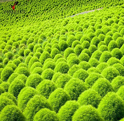 LPR GHAS,GRASS Seed(1000 per packet)