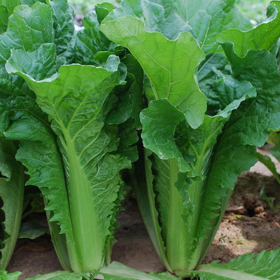 WILLVINE GOI -V Cabbage Seeds - Pak Choi - Beijing Express [1g] Seed(300 per packet)