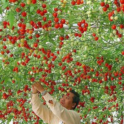Qualtivate Tomato Seed(220 per packet)