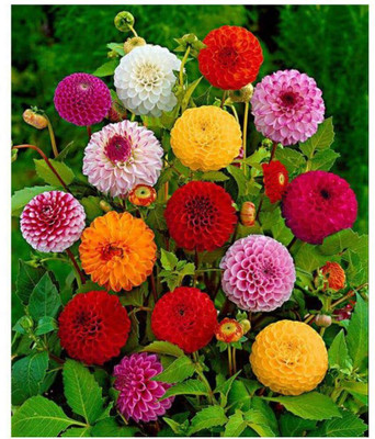 Aywal HYBRID SEEDS Dahlia Mixed Seed(2 g)
