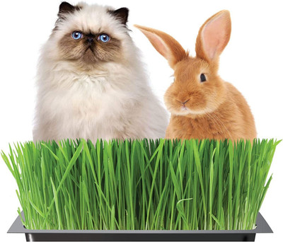 CYBEXIS LXI-39 - Wheatgrass for Cats Dogs - (22500 Seeds) Seed(22500 per packet)
