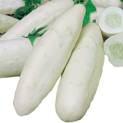 WILLVINE Fast Germination Cucumber Fruit Seeds-White-[2000 Seeds] Seed(2000 per packet)