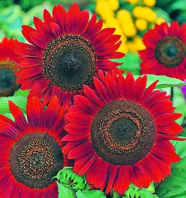 CYBEXIS VVI-89 - Velvet Queen Sunflower - (1350 Seeds) Seed(1350 per packet)