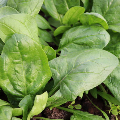 AFARTIOBINA 53 PCS SPINACH SEEDS-A02 Seed(53 per packet)