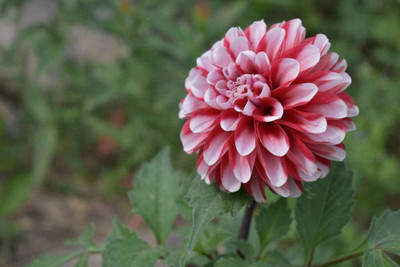 CYBEXIS NBIR-93 - Dahlia Compound Petals Multi-Color Mixed - (60 Seeds) Seed(60 per packet)