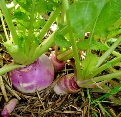 MYLAWN Thai Turnip Purple White Seed(100 per packet)