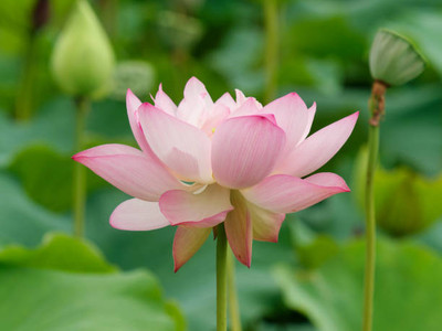 syngenta lotus,kamal seeds Seed(12 per packet)