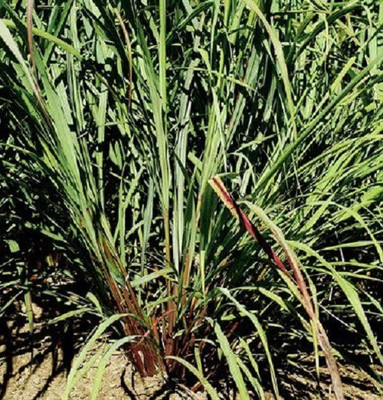 CYBEXIS VXI-36 - Lemon Grass Insect Repellent Plant - (750 Seeds) Seed(750 per packet)