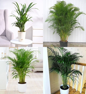 ibains Palm tree seeds beez 17 Seed(17 per packet)