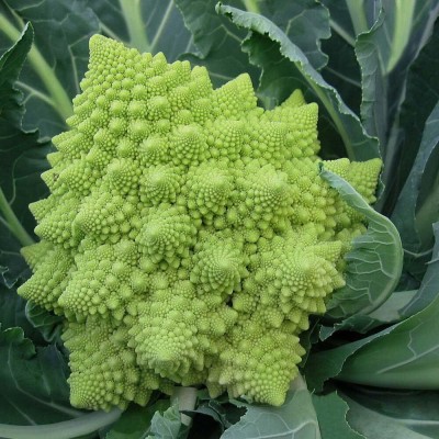 KNESSiN VXI-79 Veronica Cauliflower Seed(500 per packet)