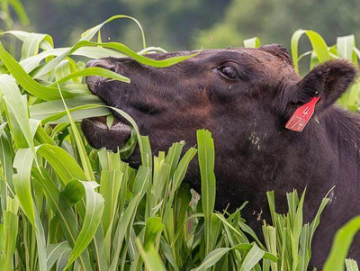 DEYS AGRO ™ cow|goat|buffalo grass seeds,high yield Seed(4400 per packet)