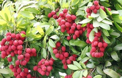 Oliver litchi,lichi.lichyee Seed(7 per packet)