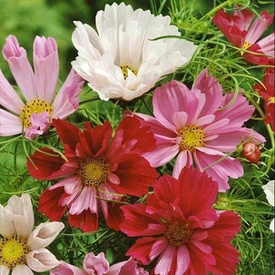 CYBEXIS HUA-31 - Seashell Cosmos Flower - (90 Seeds) Seed(90 per packet)