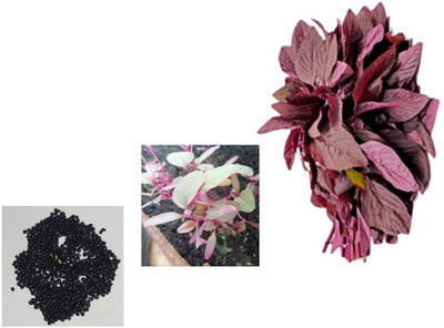 Aywal Red Spinach Seed, Amaranthus Leaf Lal Saag Seed(300 per packet)