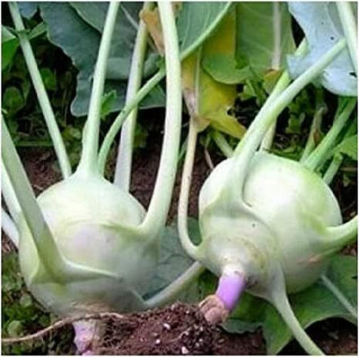 WILLVINE PUAS -II Kohlrabi Giant Cabbage Seeds [10g] Seed(3000 per packet)