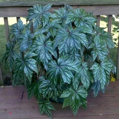 Qualtivate LX-64 Begonia Gryphon Seeds Seed(25 per packet)