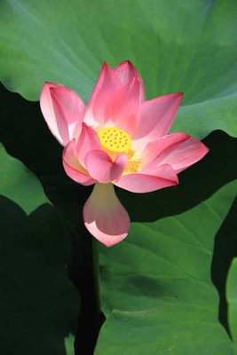 Epoojacart lotus,kamal gatta Seed(11 per packet)