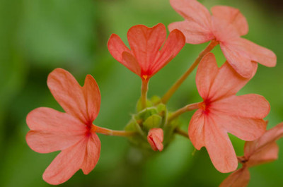 Kritharth Creation kanakambaram-firecracker-crossandra Seed(14 per packet)