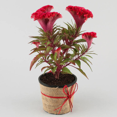 KANAYA Cockscomb Hybrid Flower Seed(28 per packet)