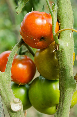 Natural World tomato Seed(125 per packet)