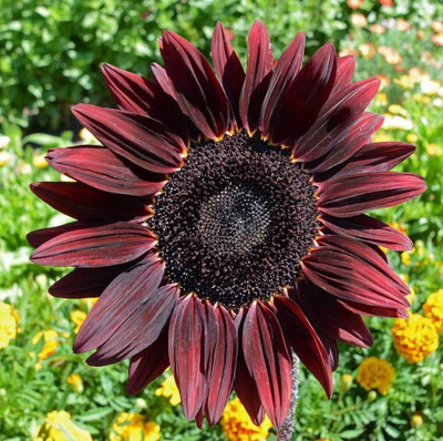 CYBEXIS XLL-52 - Sunflower (Helianthus annuus) - (150 Seeds) Seed(150 per packet)