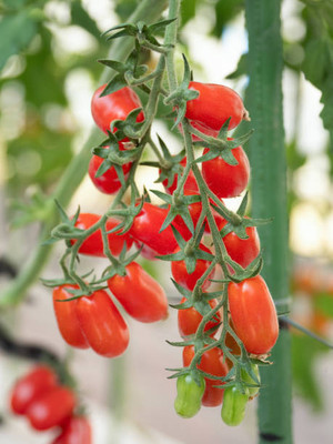 ginnienterpris tomato Seed(55 per packet)