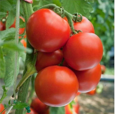 LPR TOMATOO ,TAMATAR Seed(100 per packet)