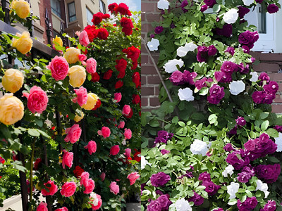 SeedsVille Duo Color Climbing Rose Flower Seeds - Grow All Year, Easy Care - Hybrid Seed(70 per packet)