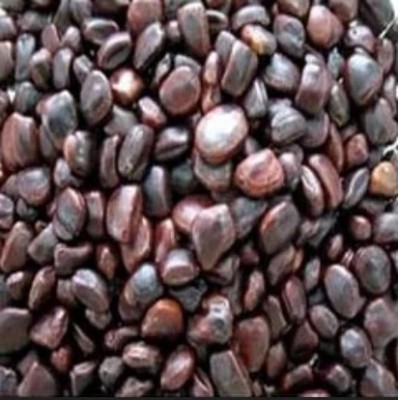 Farmhook IMLI SEEDS, EMLI SEED BIG, TAMARIND BIG, TAMARINDUS INDICA Seed (per packet) Seed(850 g)