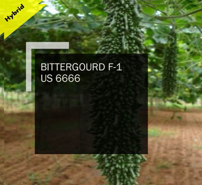 CYBEXIS BITTERGOURD F-1 PUAS-6666 SEEDS(100 Seeds) Seed(100 per packet)