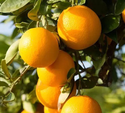 Aro Lemon, Nimbu Seed(13 per packet)