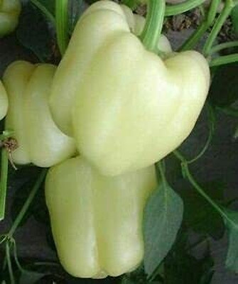 TRICONE Hybrid White Capsicum Shimla mIrch शिमला मिर्च के बीज 200 Seeds SS2
 FG55 Seed(200 per packet)