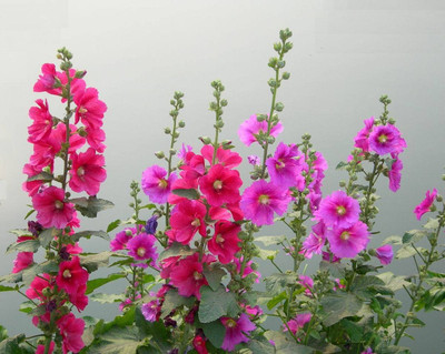 Arlo Hollyhock Seed(20 per packet)