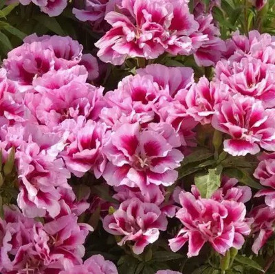 MAA Clarkia Seed(112 per packet)