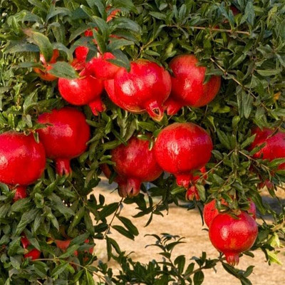 Aywal Dwarf Pomegranate Fruit Tree Seed(15 per packet)