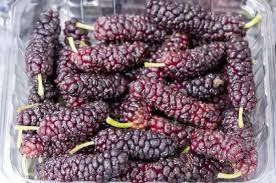 Oliver mulberry(shahatoot) Seed(41 per packet)