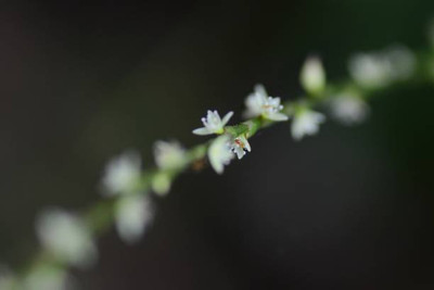 Plantzone gypsophila flower Seed(100 per packet)