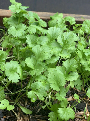 ZIXA Coriander organic Seed(1500 per packet)