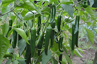 WILLVINE F1 HYBRID CHILLI - MALIKA SEEDS-[3000 Seeds] Seed(3000 per packet)
