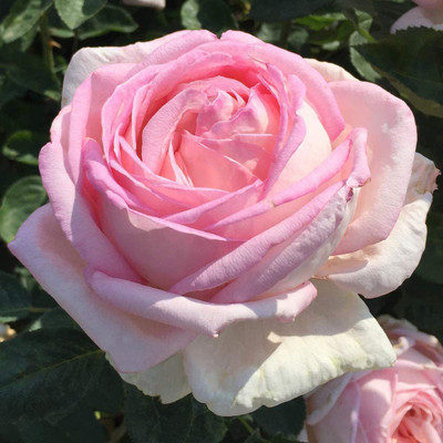 CYBEXIS NBIR-8 - Pink Rose Bush - (100 Seeds) Seed(100 per packet)