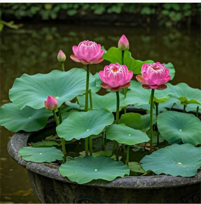 jems enterprise LOTUS Seed(50 per packet)