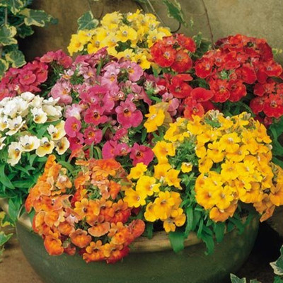 LPR NEMESIA Seed(60 per packet)