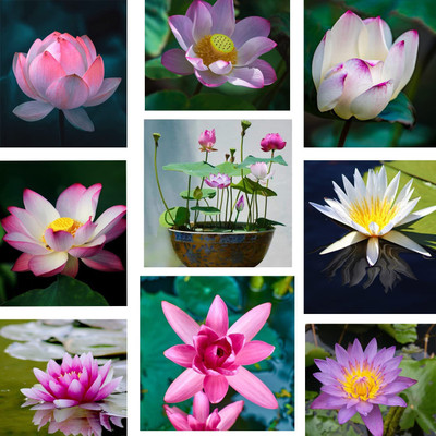 CYBEXIS NBIR-93 - Water Lily Lotus - (30 Seeds) Seed(30 per packet)