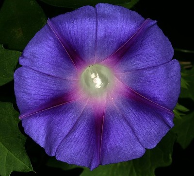 ZIXA Blue Dawn Flower (Ipomoea acuminata) Seed(20 per packet)