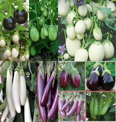 ibains Eurple eggplant seeds eggplant bij 67 Seed(67 per packet)
