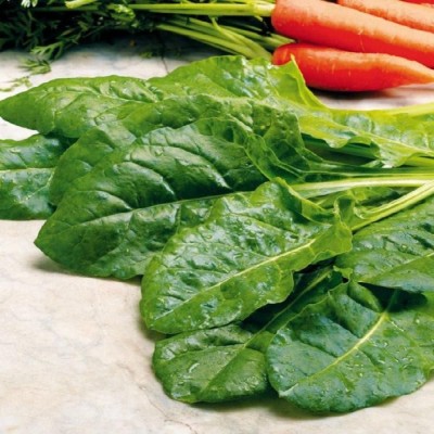 VibeX NBIR-76 - Perpetual Spinach (Swiss Chard) - (250 Seeds) Seed(250 per packet)