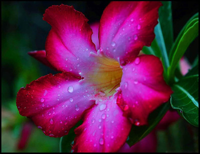 Qualtivate VXI-482 Desert Rose Mixed Colours Seed(30 per packet)