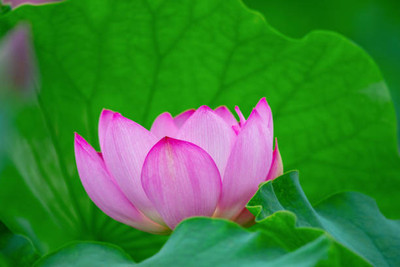 Marwal Creation lotus,kamal gatta Seed(11 per packet)