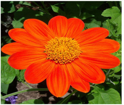 CEZIUS Non-GMO Tithonia Torch Red Flower Seed(25 per packet)