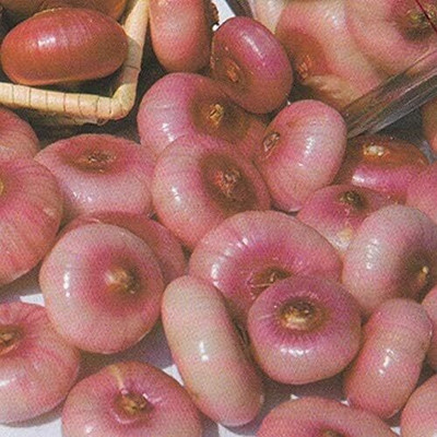 Qualtivate HUA-9A Italian Cipollini - flat pink to red Onions Seed(500 per packet)